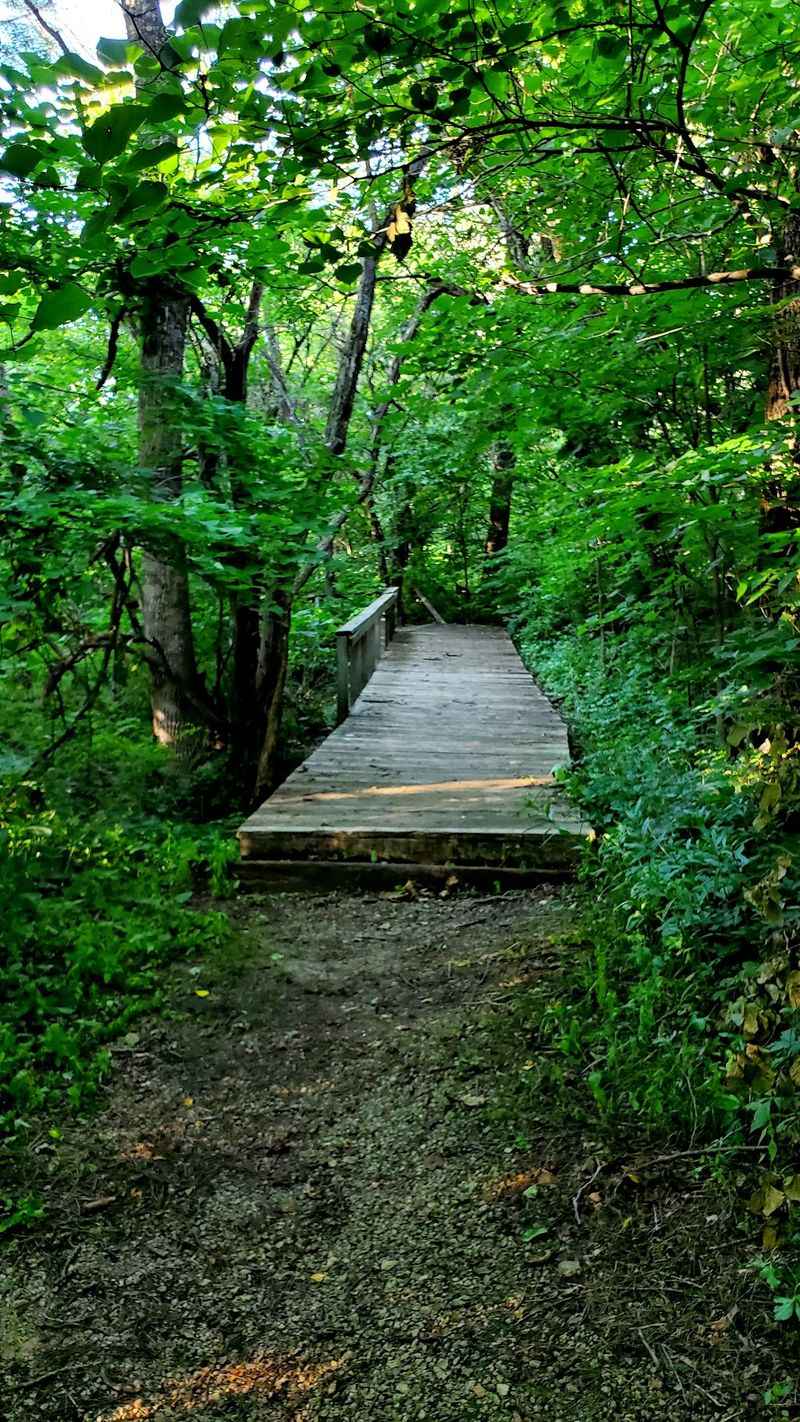 The Observation Deck Above The Woods