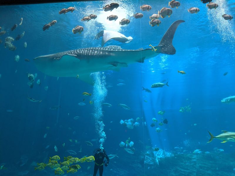 The Ocean Voyager Tunnel and Its Whale Shark Giants