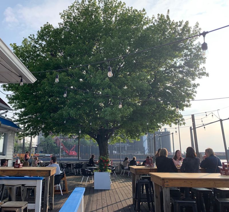 The Patio And Big Shade Tree