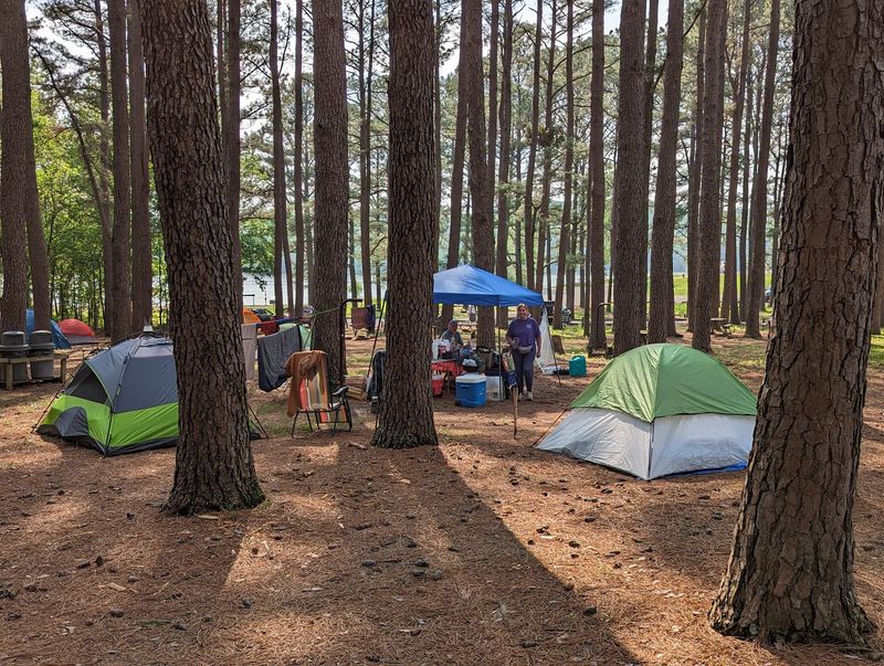 The Pine-Forest Primitive Sites