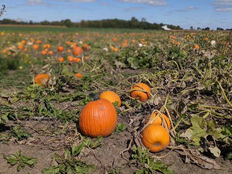 The Pumpkin Patch That Draws a Crowd