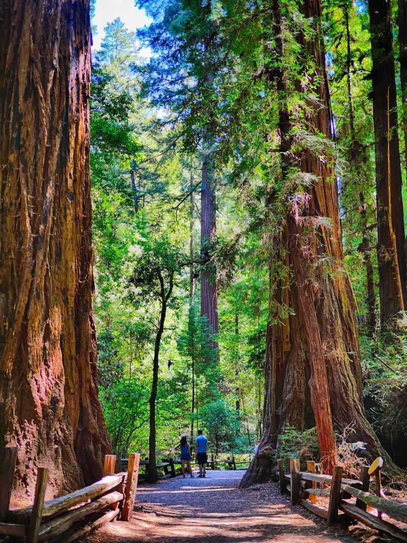 The Redwood Grove Loop That Everyone Loves The Redwood Grove Loop That Everyone Loves
