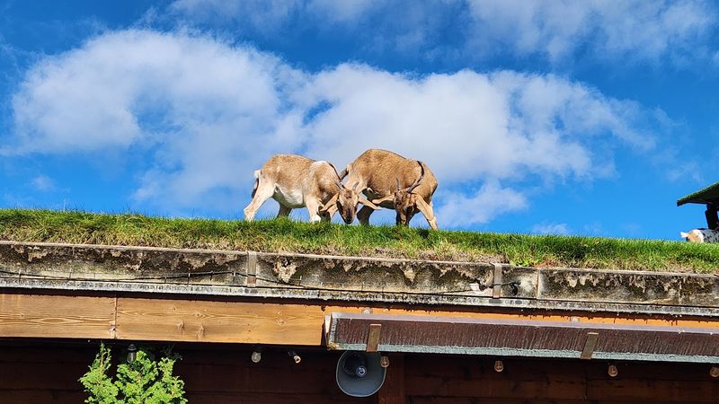 The Rooftop Grazing Crew