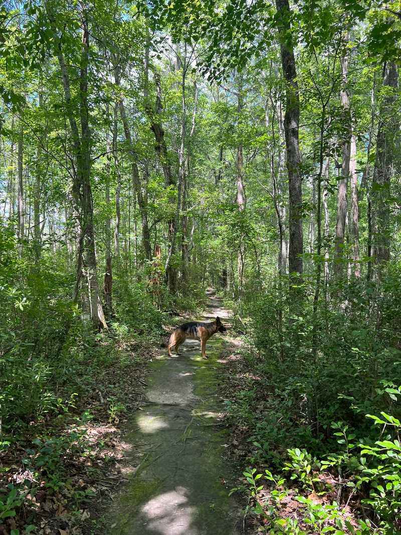 The Root-Laced Nature Trail