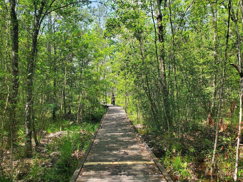 The Short Boardwalk Over Flowing Water