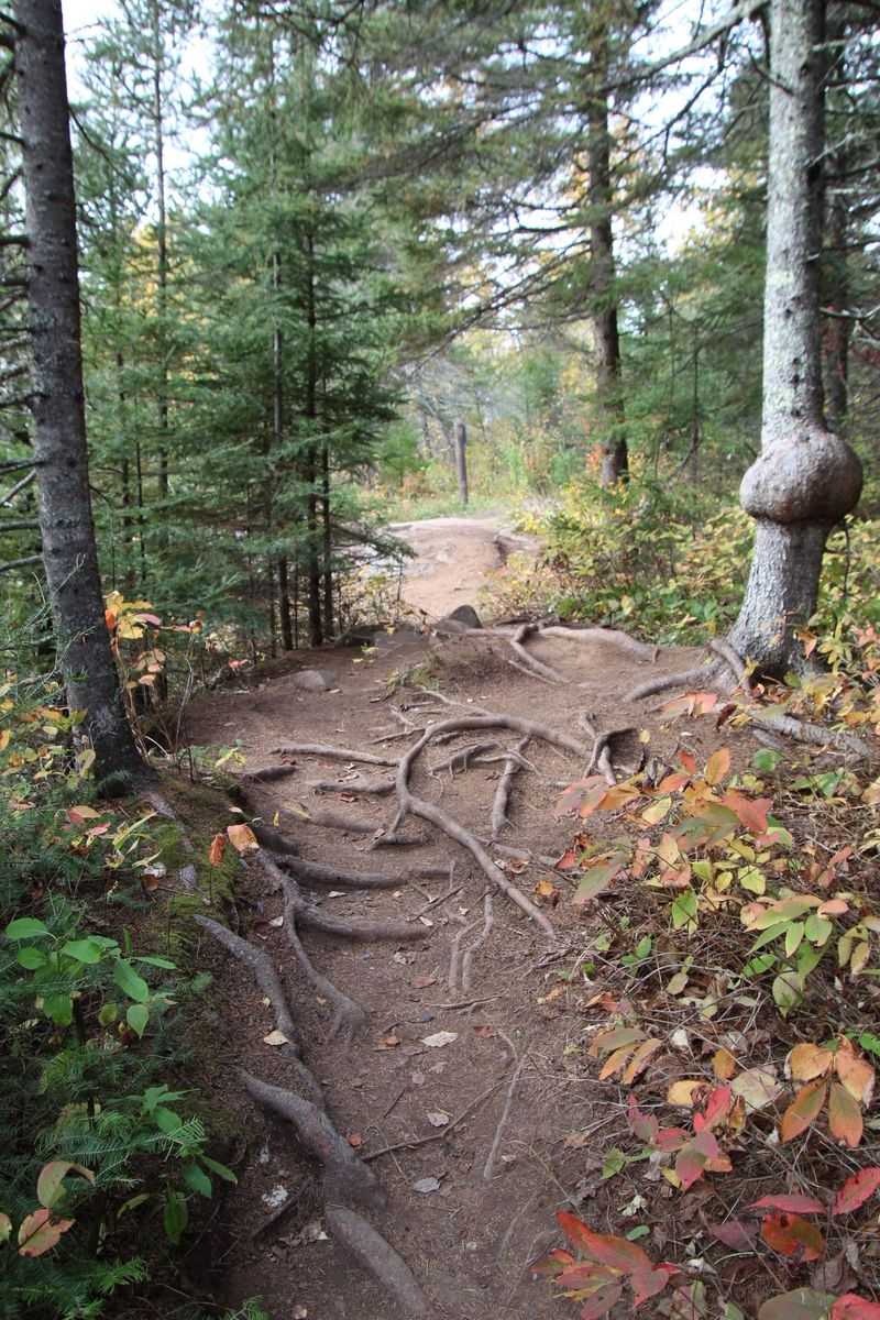 The Short Walk That Barely Counts as a Hike
