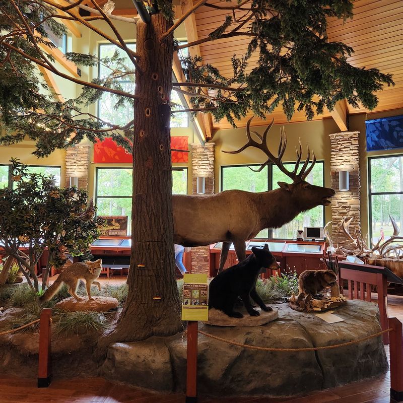 The Story Behind Pennsylvania's Elk The Story Behind Pennsylvania's Elk