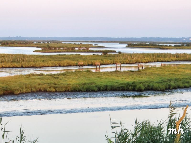 The Story Behind the Preserved Wetlands