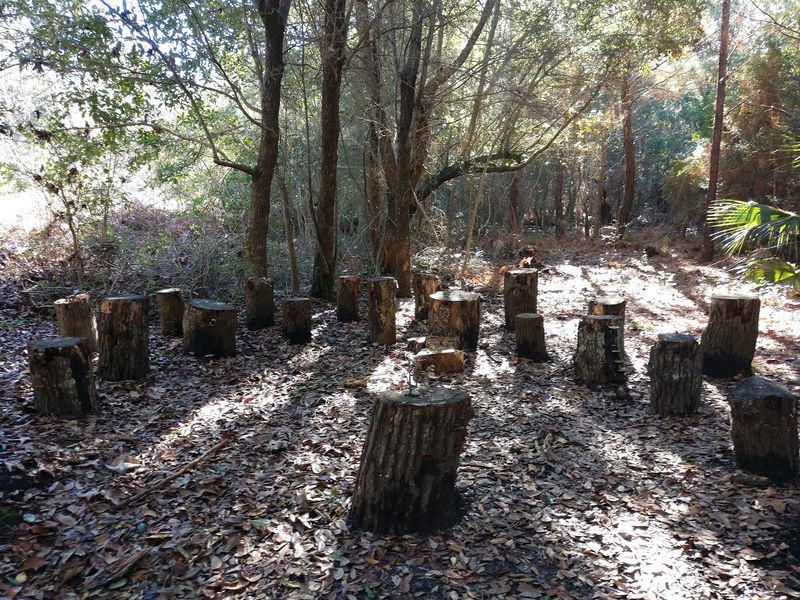 The Story Circle of Tree Stumps The Story Circle of Tree Stumps