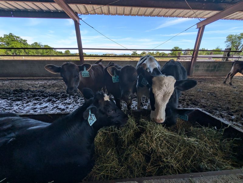 The Story of the Last Original Dairy in Cottonwood