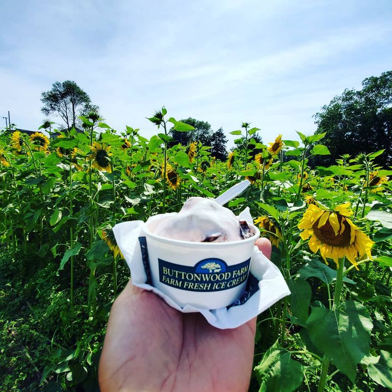 The Sunflower Fields Everybody Talks About