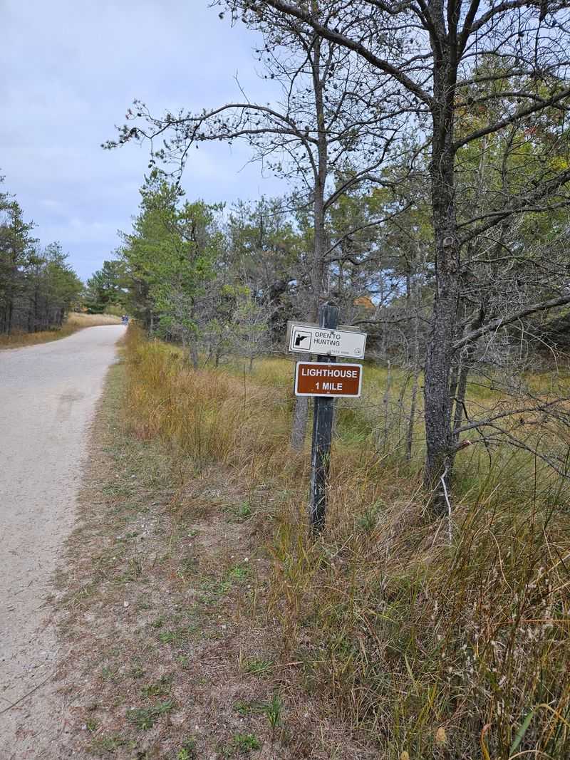 The Walk Through Dunes And Pine