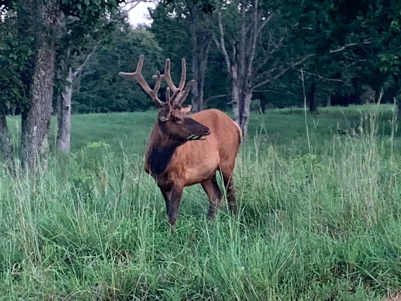 Tips For A Better Sighting Tips For A Better Sighting