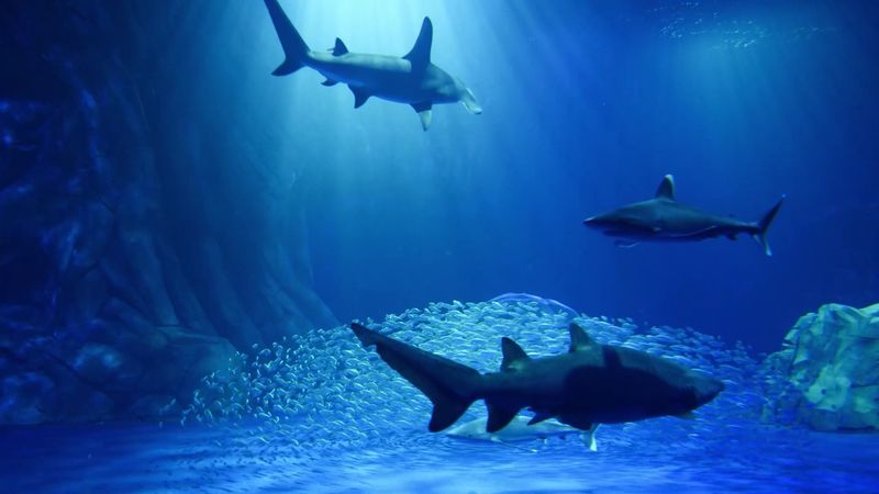 Touch Tanks and Hands-On Discovery