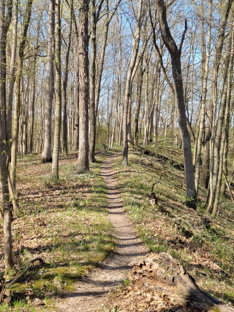 Trails That Loop Toward The Shore