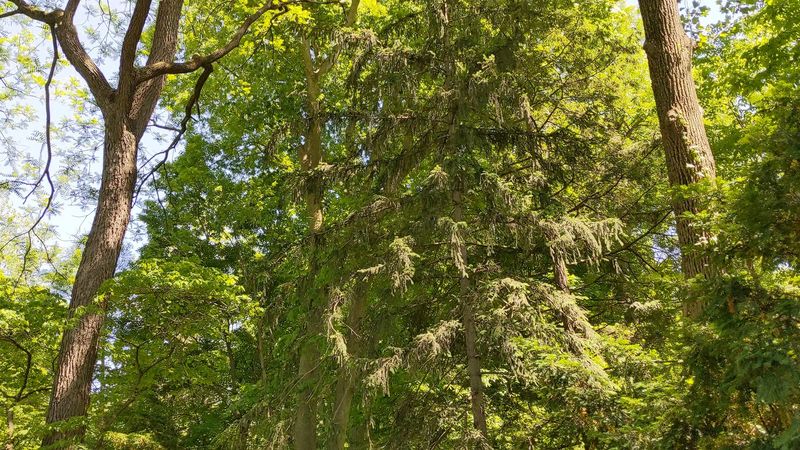 Trails That Wind Through Meadow And Forest