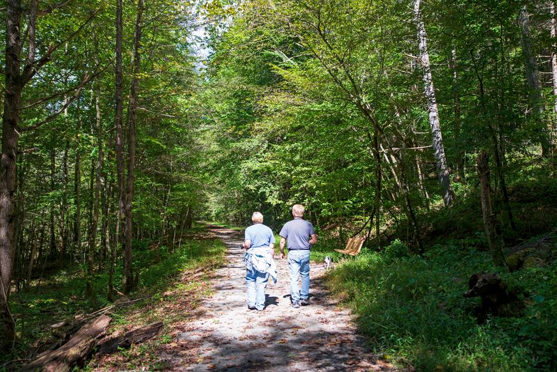 Trails That Wind Through The Forest