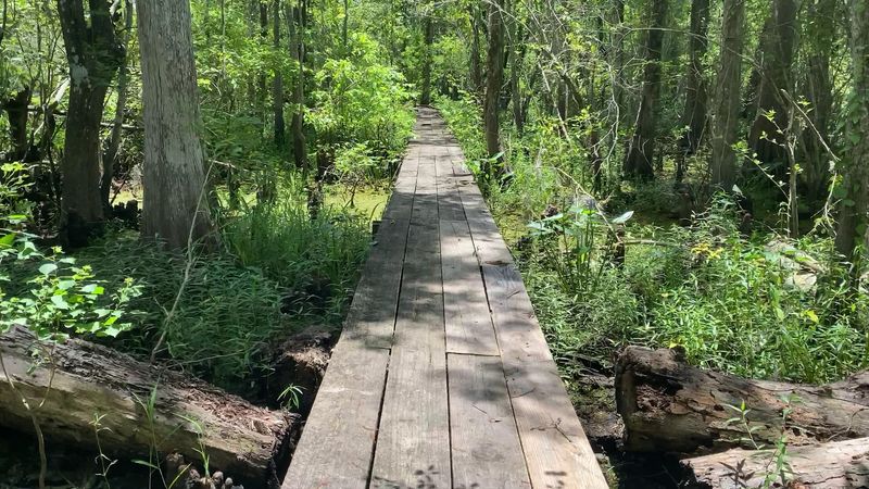 Trails Through The Wetlands
