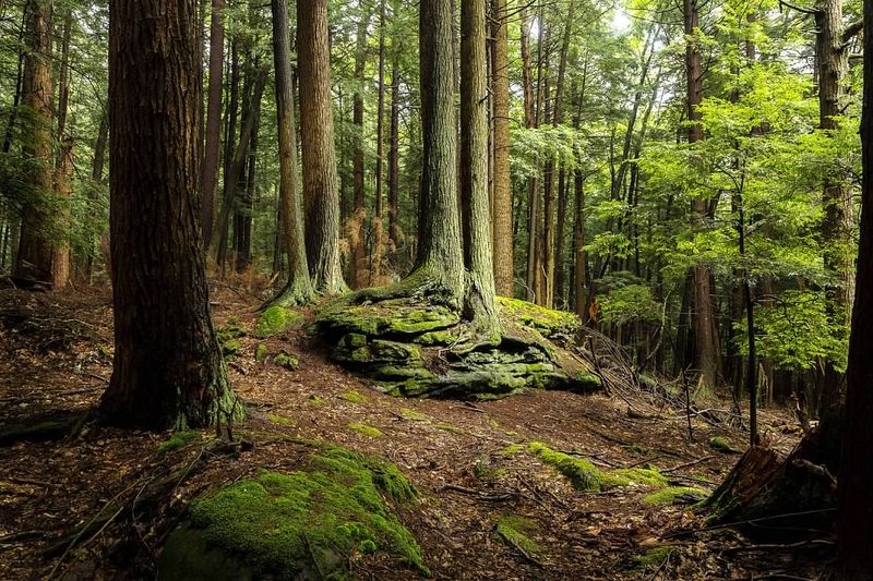 Trees That Were Old Before The Country Was Young Trees That Were Old Before The Country Was Young