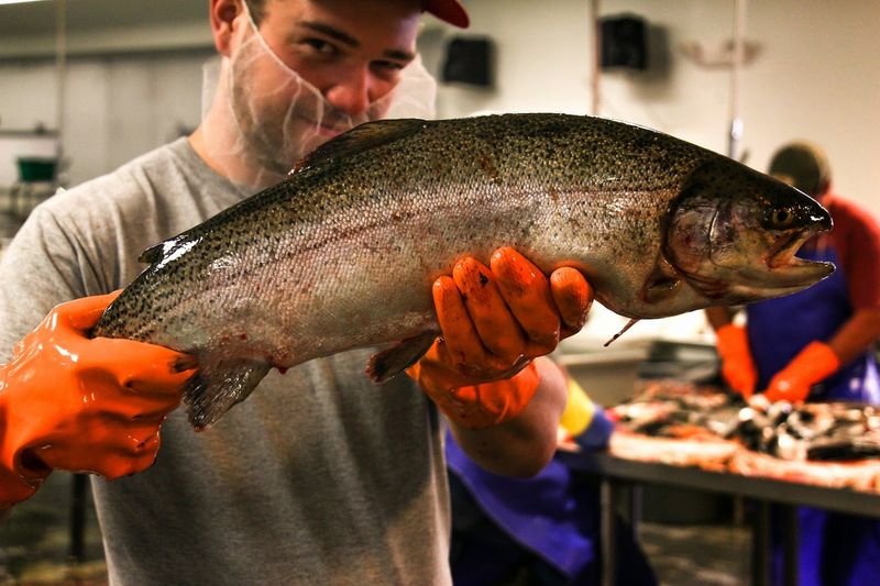 Trout That Was Swimming That Morning