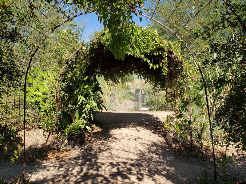 Tucson's Not-So-Secret Secret Garden