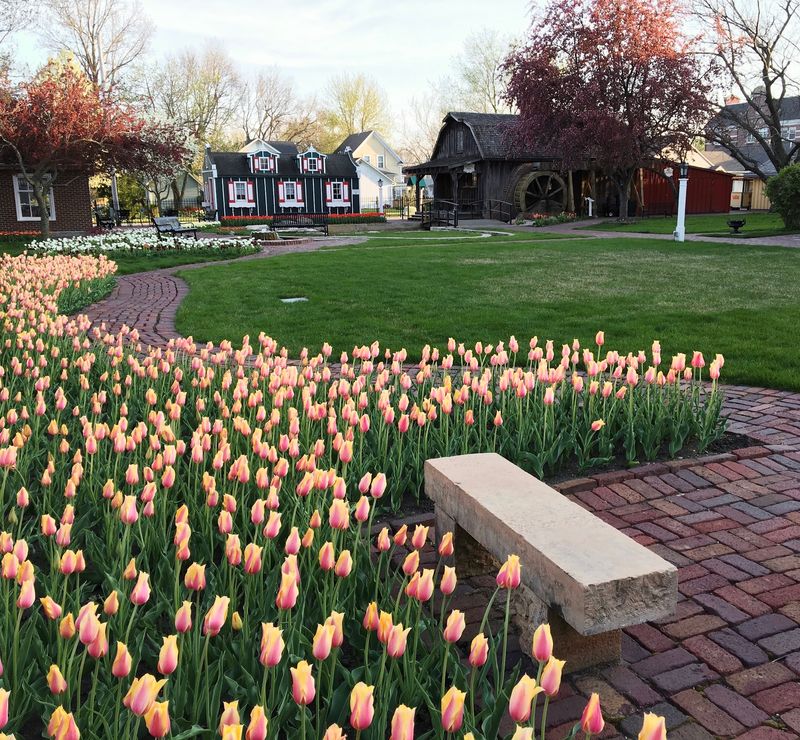 Tulip Time in Full Bloom Tulip Time in Full Bloom
