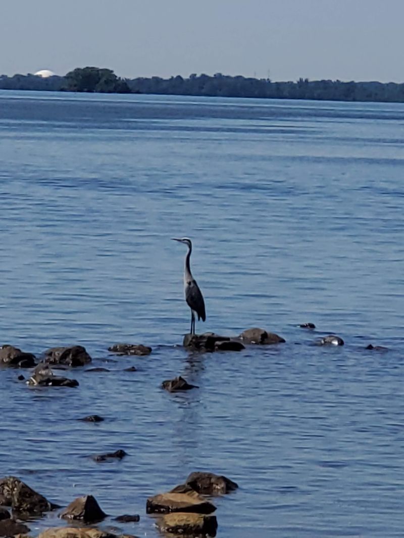 Turtles, Birds, And River Life