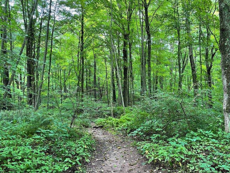 Two Wheels Welcome On The Backwoods Paths