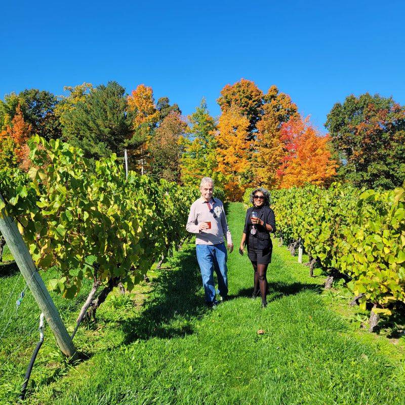 Vine to Wine Harvest Day