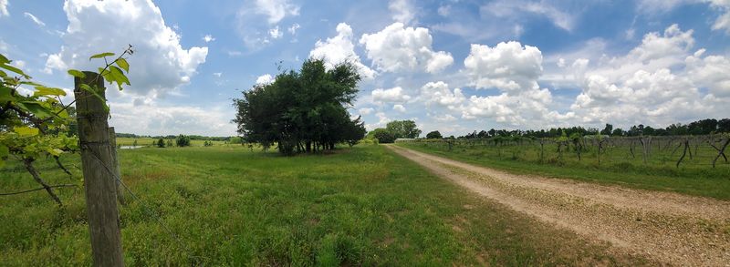 Vineyard Views From Every Angle