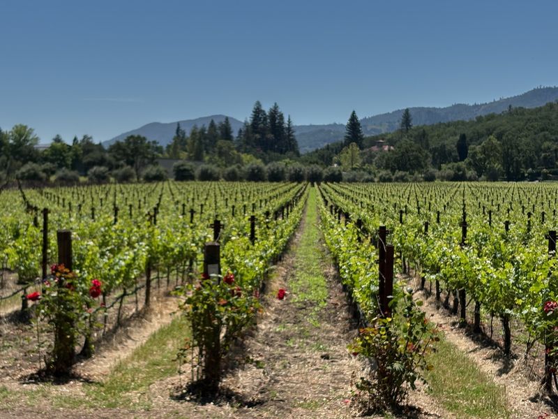 Vineyards, Mountains, and Rolling Landscapes