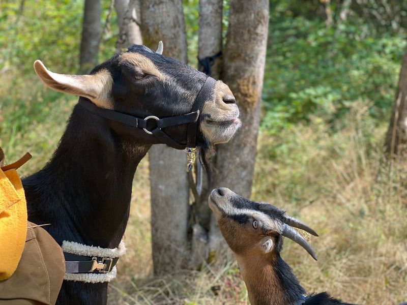 Walking Tours With Carl and Hans the Goats
