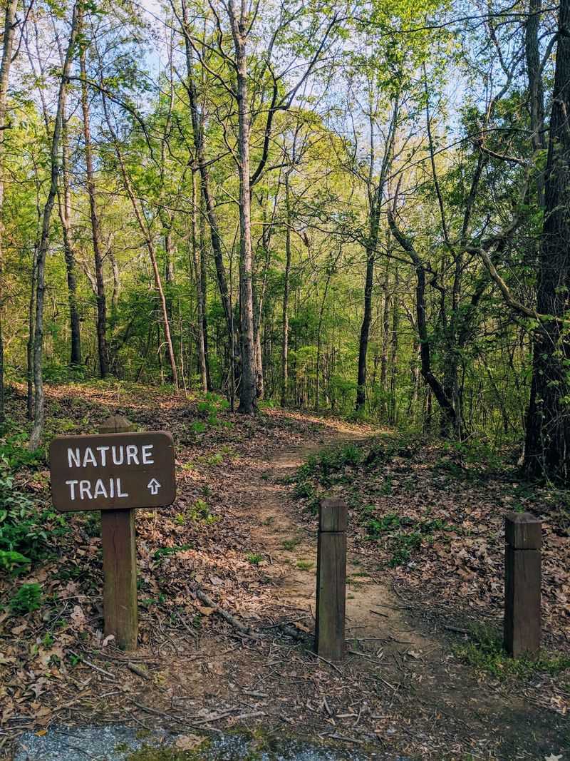 Wandering The Wooded Nature Trail