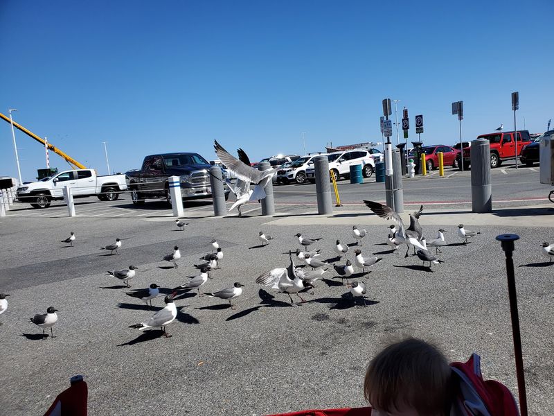 Watch Out For The Seagulls