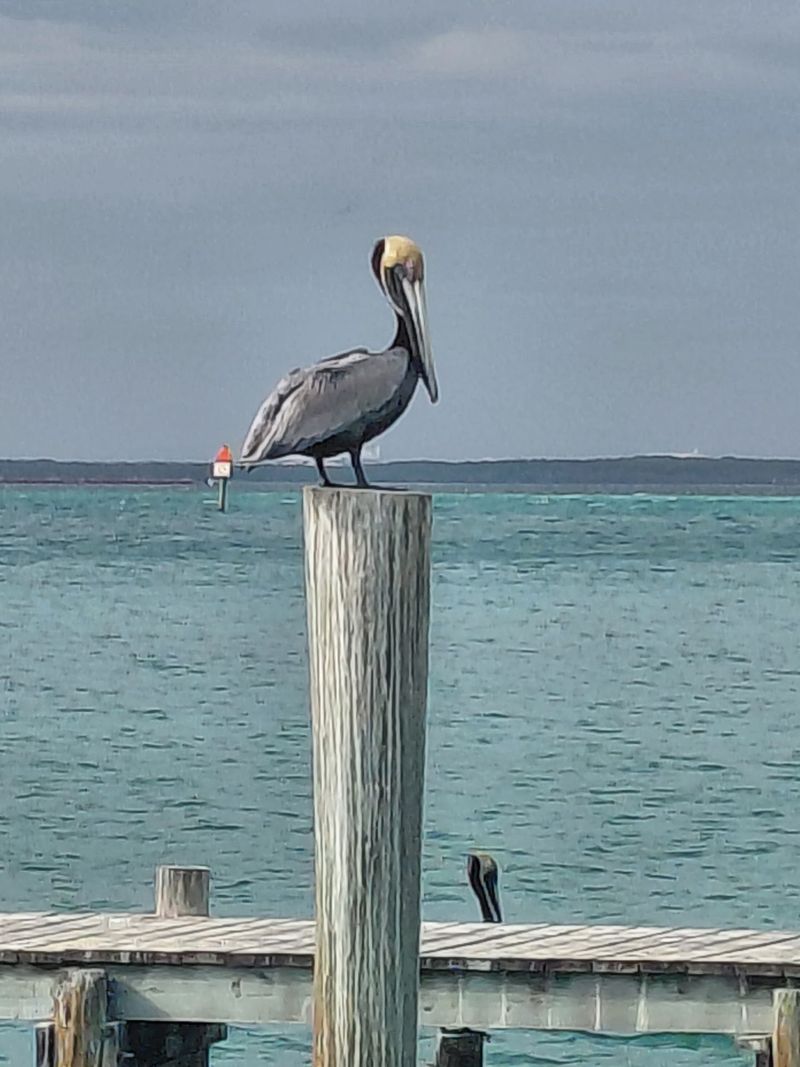 Watching Wildlife While You Eat