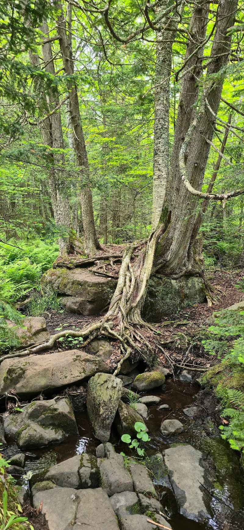 Watching Your Step On Rugged Ground Watching Your Step On Rugged Ground