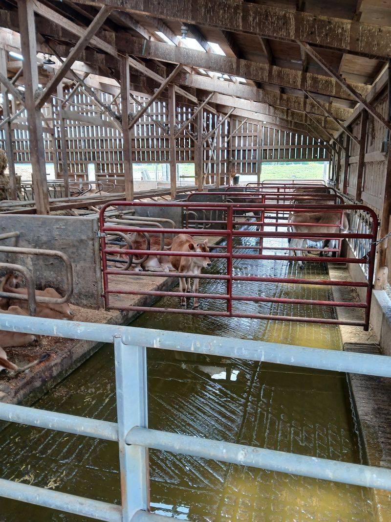 Watching the Milking Parlor in Action Watching the Milking Parlor in Action