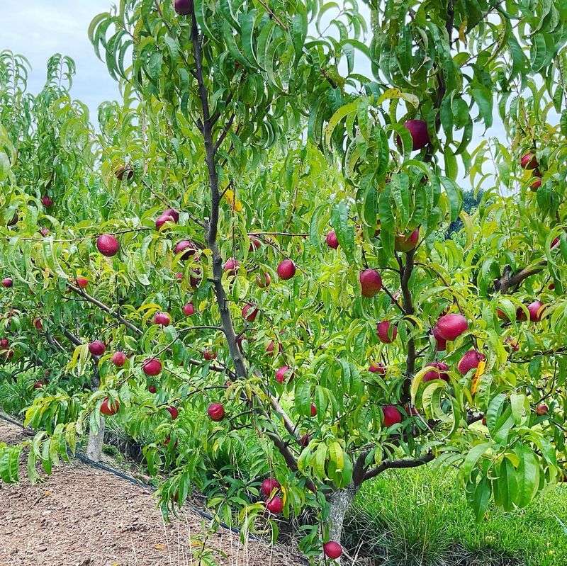 Weaver's Orchard Inc, Morgantown, PA