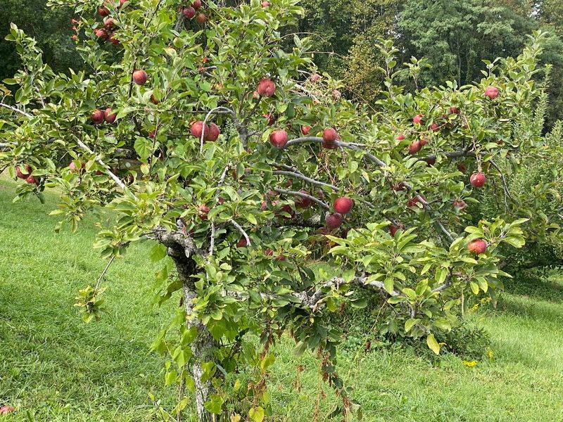 Wheeler's Orchard, Dunlap, TN
