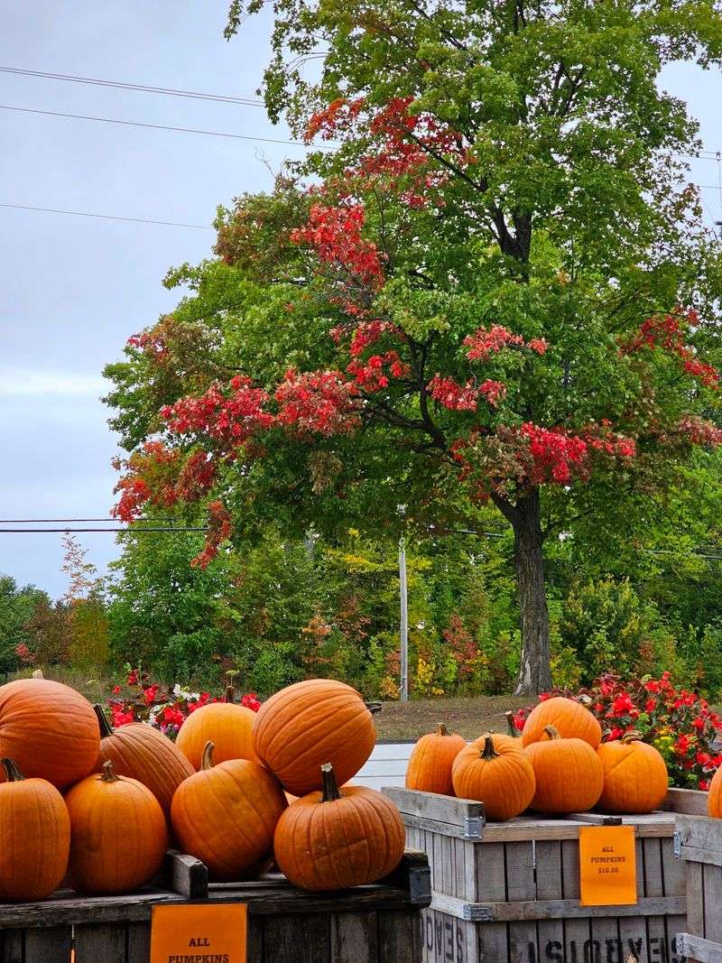 When Autumn Takes Over the Orchard