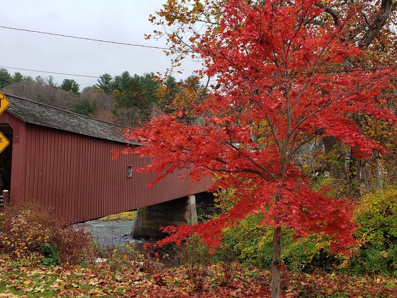 When The Leaves Show Off When The Leaves Show Off