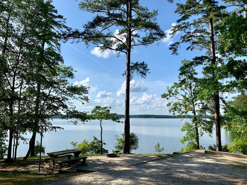 Where Georgia Gets Quiet: Finding Mistletoe