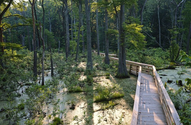 Where Indiana Turns Into Bayou Country