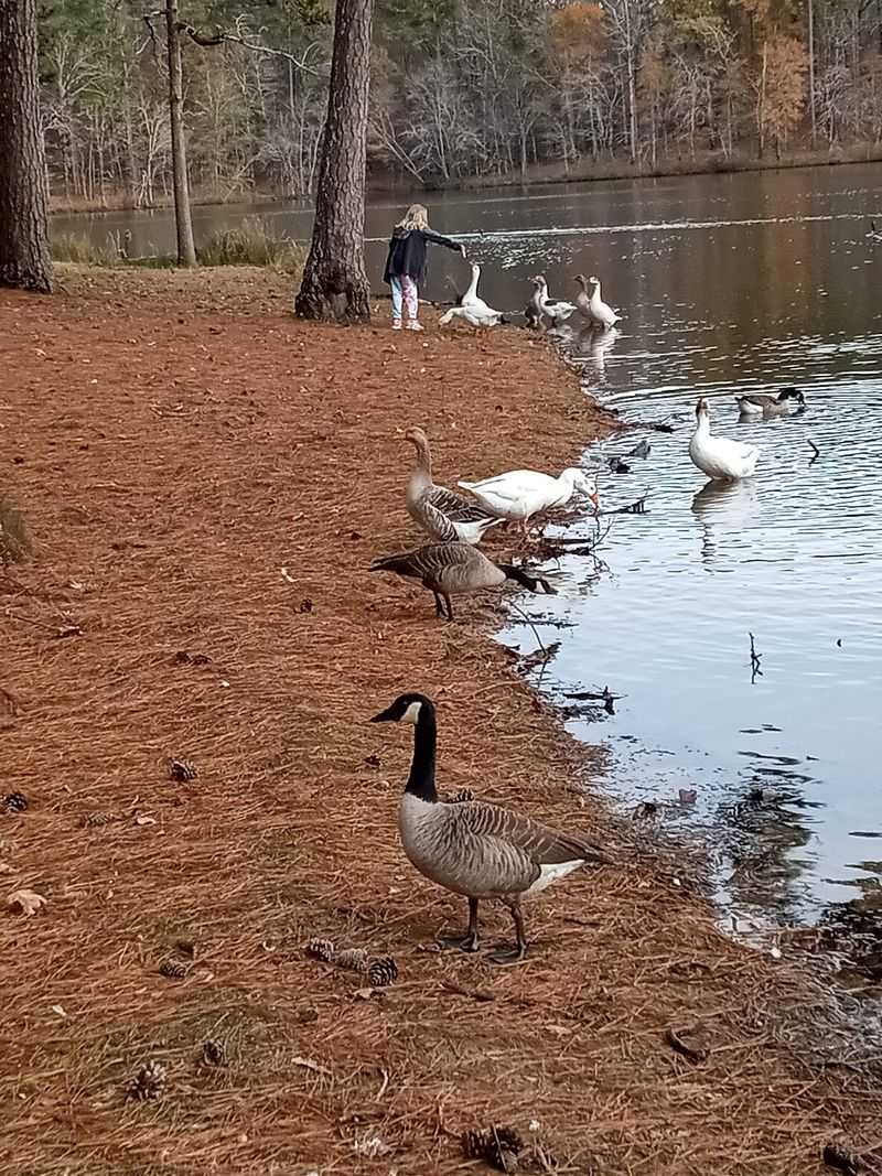 Where Kids And Geese Rule The Day