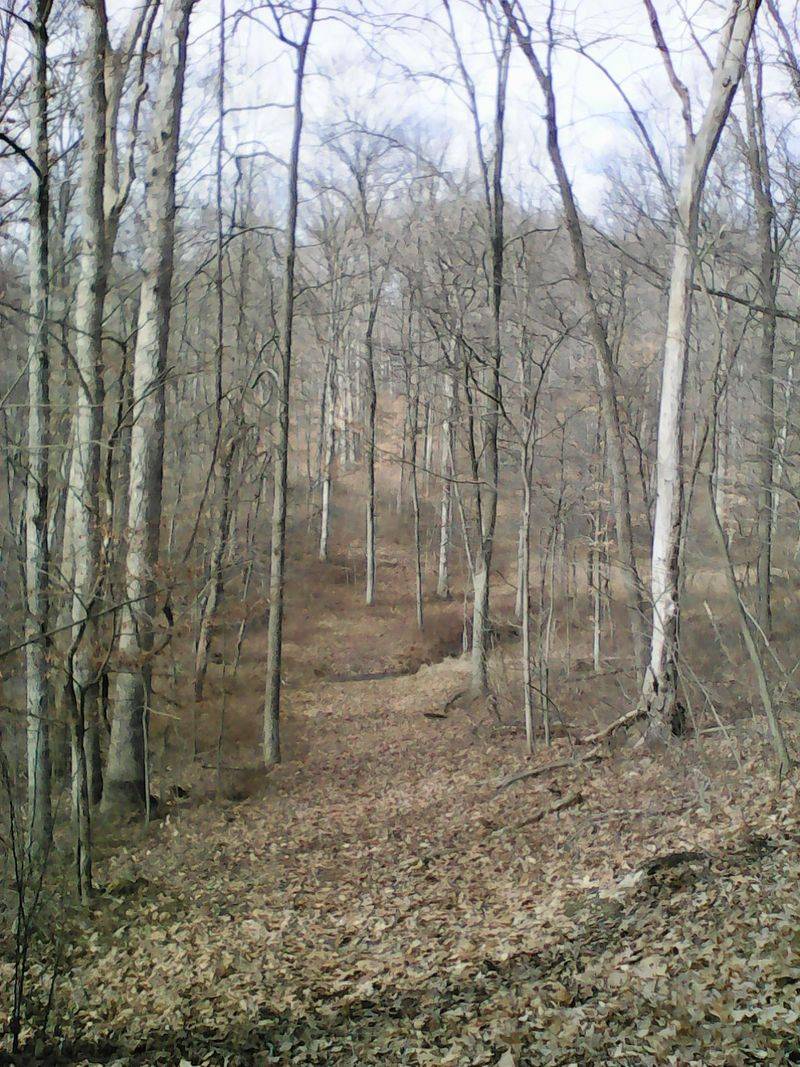 Where Ohio's Woods Begin