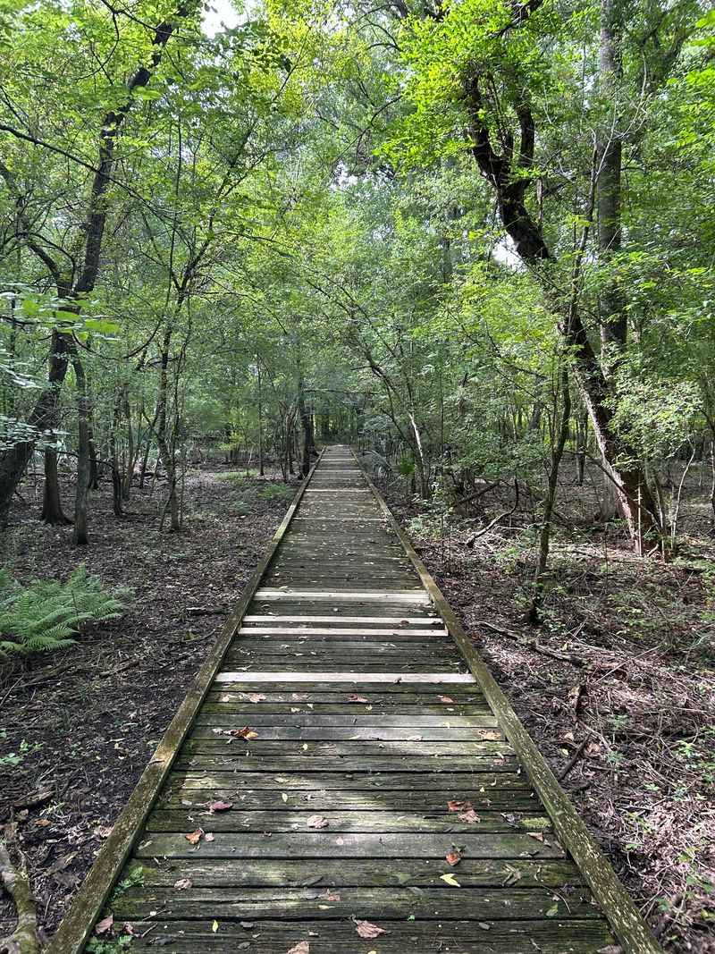 Where The Bayou Swallows The Road