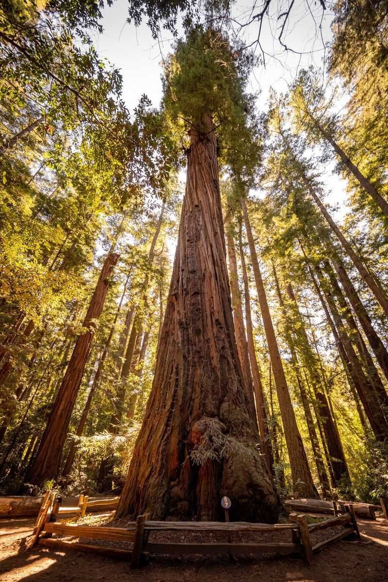 Where The Giants Grow Near Santa Cruz Where The Giants Grow Near Santa Cruz