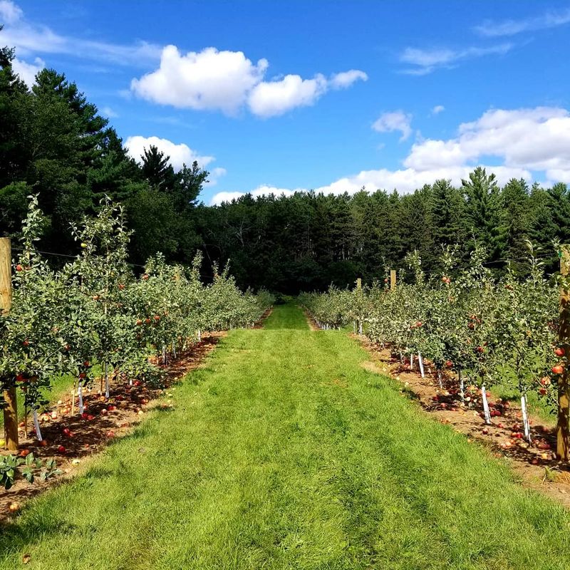 Where The Orchard Sits Along Manning Avenue