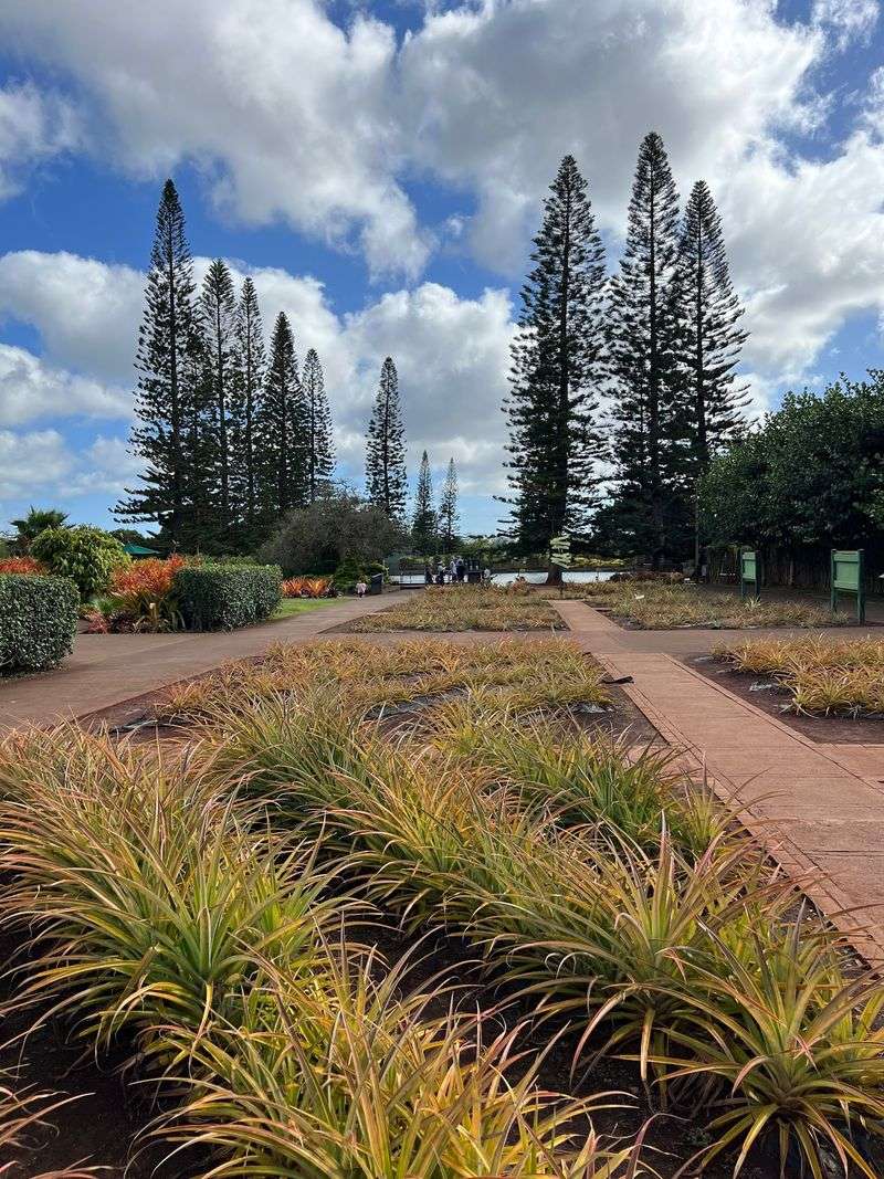 Where The Pineapple Fields Begin Where The Pineapple Fields Begin