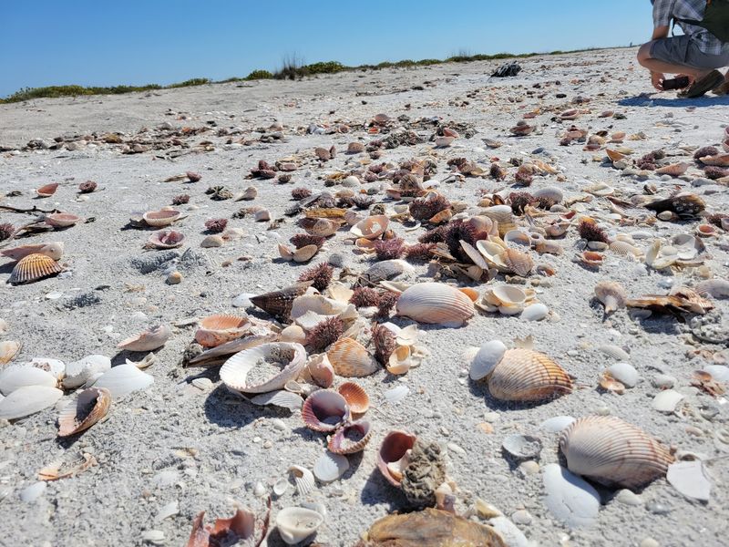 Where The Shells Pile Up
